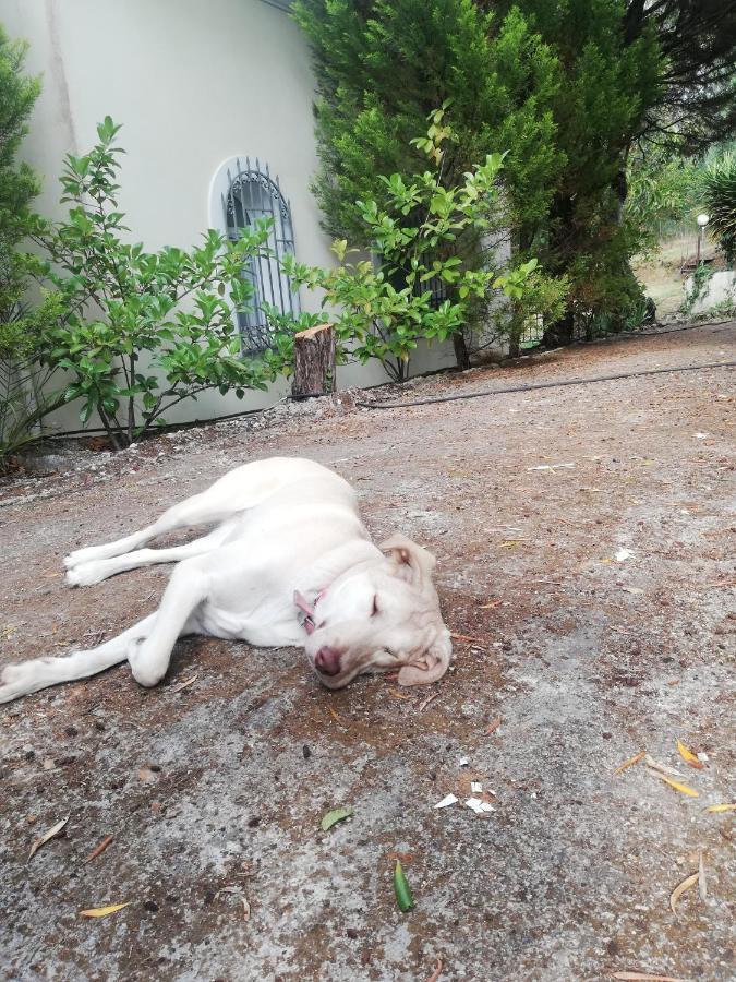 Olea Home Agia Pelagia Chlomou Екстер'єр фото